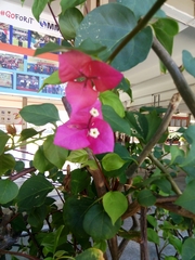 Bougainvillea