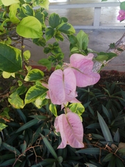 Bougainvillea
