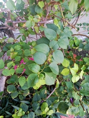 Bougainvillea