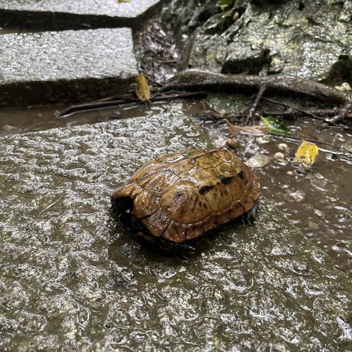 Okinawa Black-breasted Leaf Turtle, Geoemyda japonica