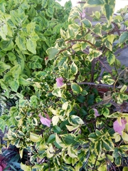 Bougainvillea