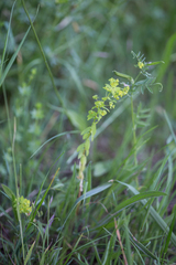 Euphorbia stricta