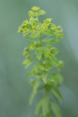 Euphorbia stricta