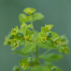 Euphorbia stricta