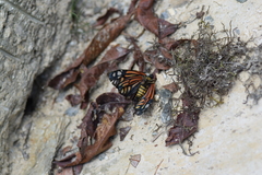 Campylotes histrionicus