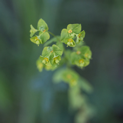 Euphorbia stricta