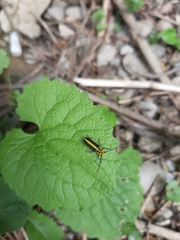 Saperda puncticollis