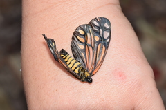 Campylotes histrionicus