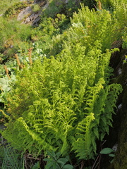 Athyrium distentifolium