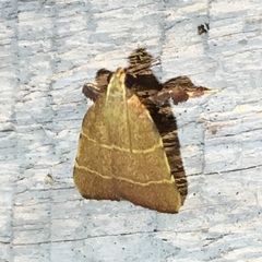 Parachma ochracealis