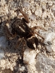 Attulus albolineatus