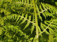 Athyrium distentifolium