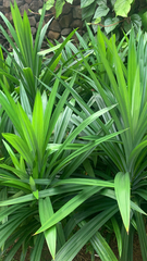 Pandanus amaryllifolius