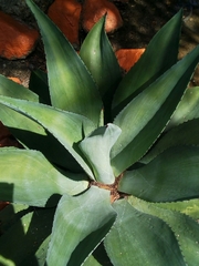 Agave inaequidens
