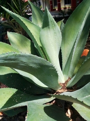 Agave inaequidens