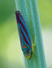 Graphocephala