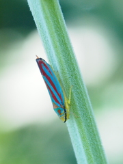 Graphocephala
