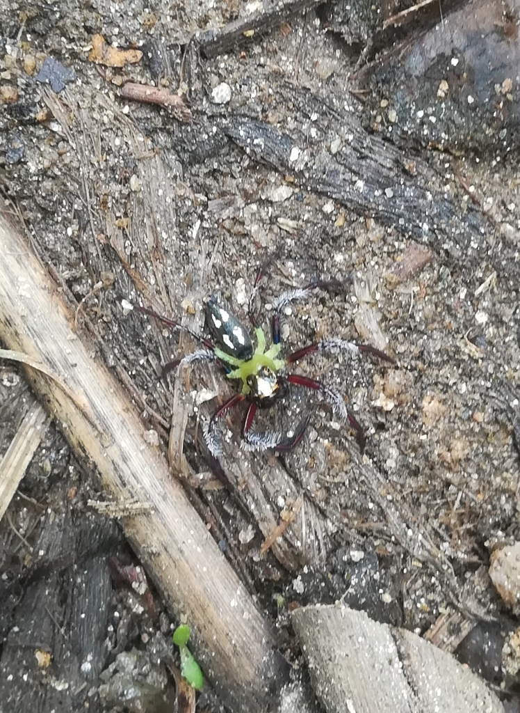 Epeus exdomus