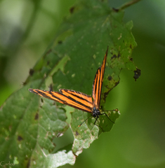 Eresia phillyra phillyra