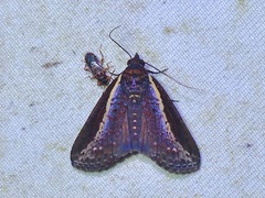 Lophoptera squammigera