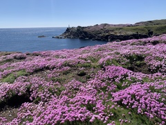 Armeria maritima maritima