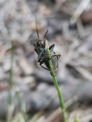 Cantharis obscura