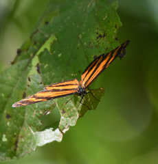 Eresia phillyra phillyra