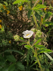 Drymocallis rupestris