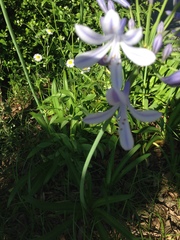 Agapanthus praecox
