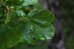 Acer opalus