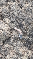 Pyrgodesmidae