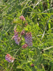 Vicia orobus