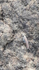 Pyrgodesmidae