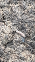Pyrgodesmidae