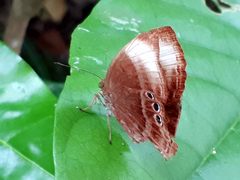 Abisara saturata kausambioides