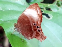 Abisara saturata kausambioides