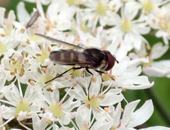 Leucozona laternaria