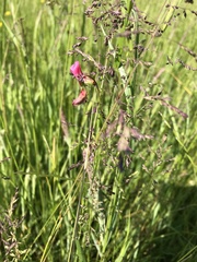 Lathyrus nissolia