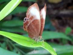 Abisara saturata kausambioides