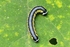 Cyclidia substigmaria