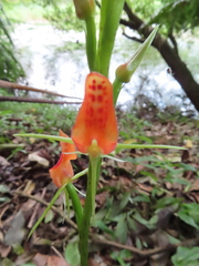 Cryptostylis arachnites