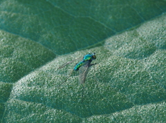 Condylostylus comatus