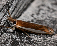 Crambus praefectellus