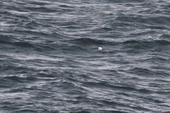 Fulmarus glacialis