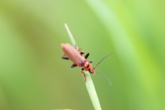 Cantharis coronata