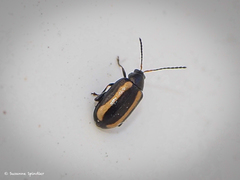 Phyllotreta undulata