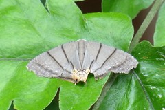 Orudiza protheclaria