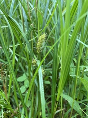 Carex trichocarpa