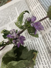 Phlomoides tuberosa