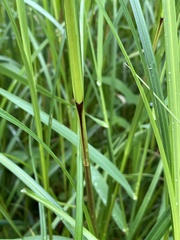 Carex trichocarpa